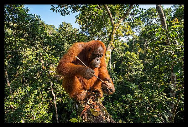Asian Orangutan Tool Use