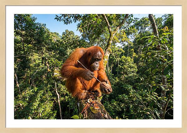 Asian Orangutan Tool Use