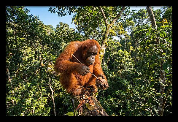 Asian Orangutan Tool Use