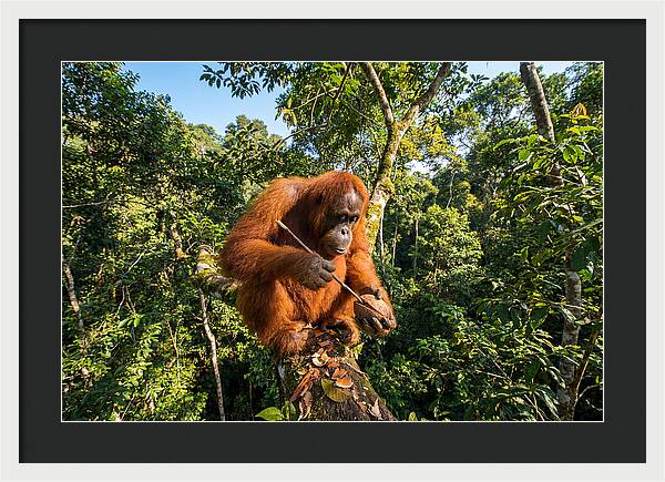 Asian Orangutan Tool Use