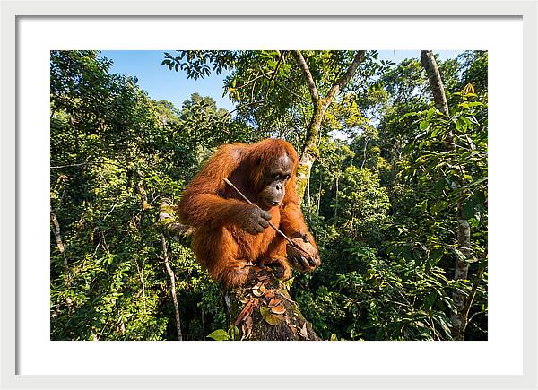 Asian Orangutan Tool Use
