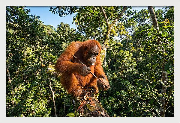 Asian Orangutan Tool Use