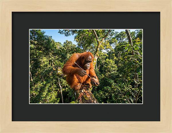Asian Orangutan Tool Use