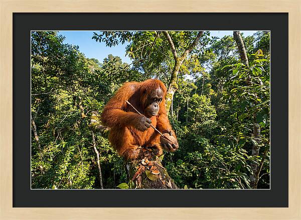 Asian Orangutan Tool Use