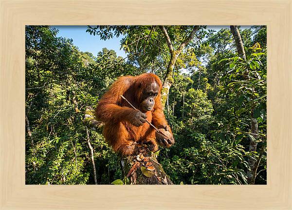Asian Orangutan Tool Use
