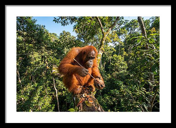 Asian Orangutan Tool Use