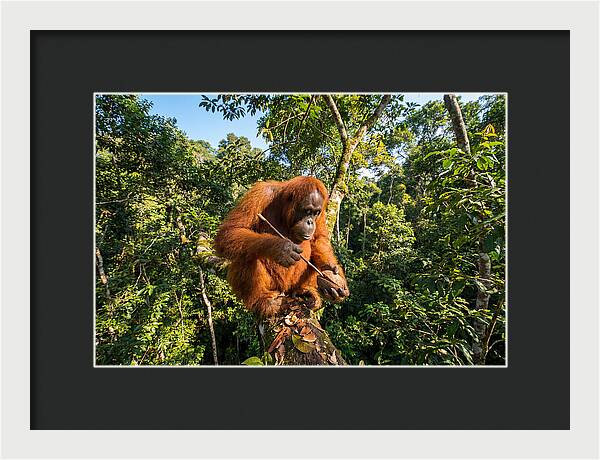 Asian Orangutan Tool Use