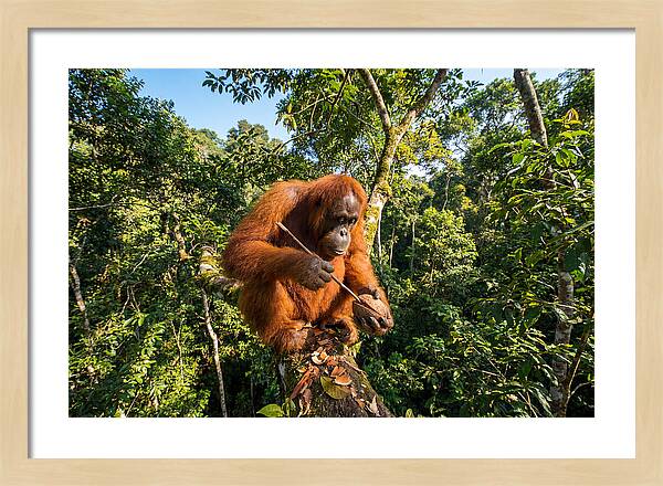 Asian Orangutan Tool Use