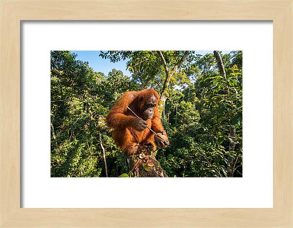 Asian Orangutan Tool Use