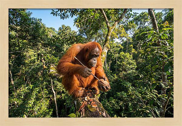 Asian Orangutan Tool Use
