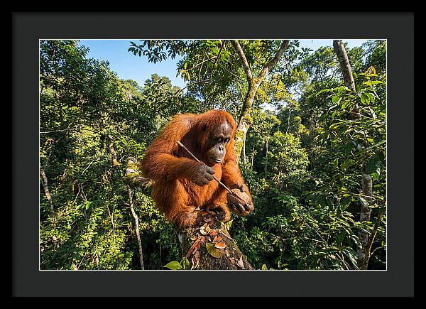 Asian Orangutan Tool Use