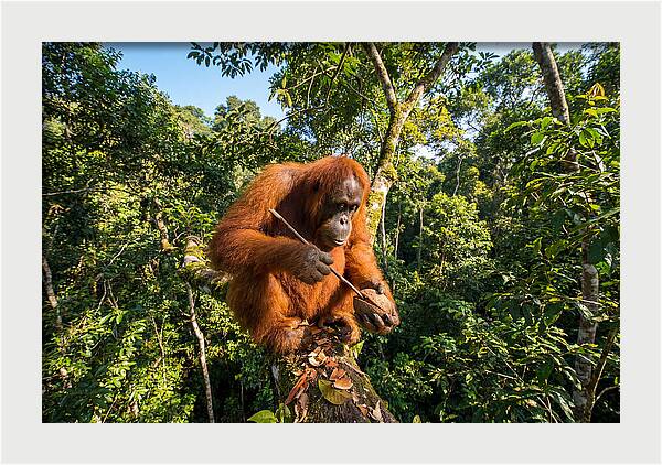 Asian Orangutan Tool Use
