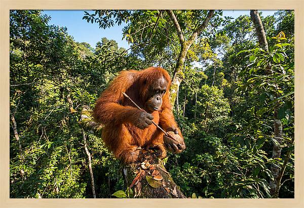 Asian Orangutan Tool Use