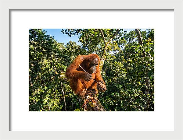 Asian Orangutan Tool Use