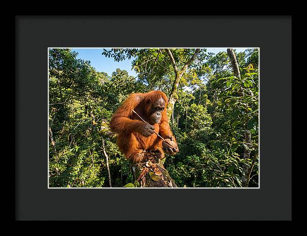Asian Orangutan Tool Use