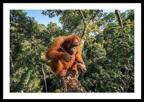 Asian Orangutan Tool Use