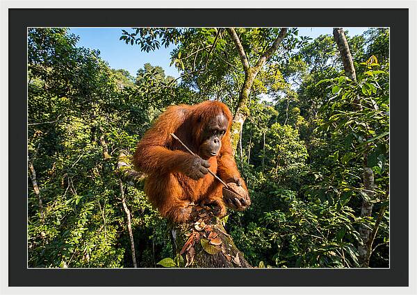 Asian Orangutan Tool Use