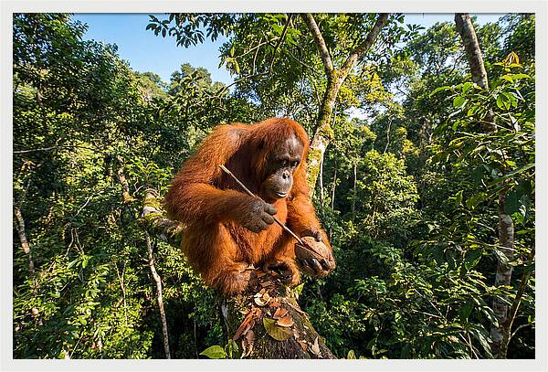 Asian Orangutan Tool Use