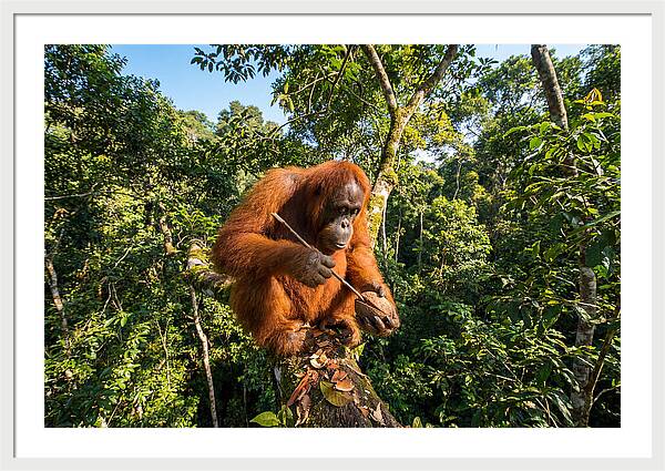 Asian Orangutan Tool Use
