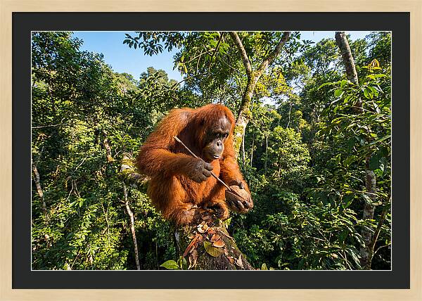 Asian Orangutan Tool Use