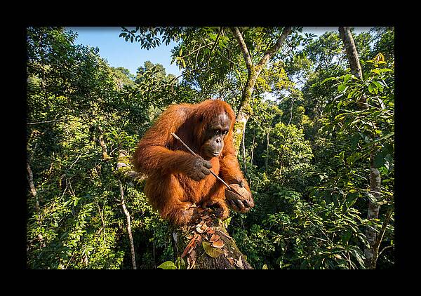 Asian Orangutan Tool Use