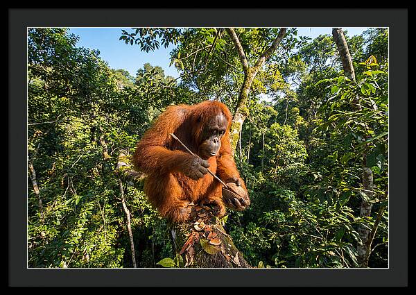 Asian Orangutan Tool Use