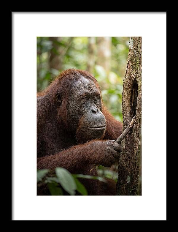 Asian Orangutan Using Tool