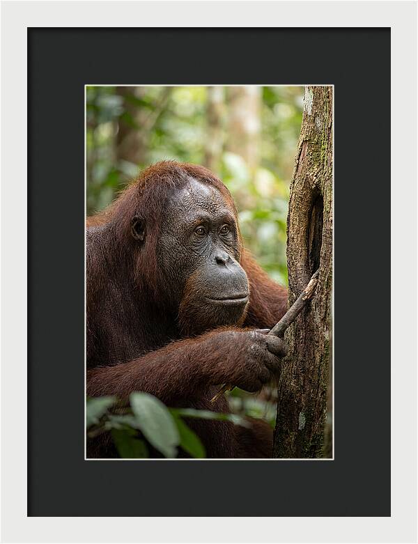 Asian Orangutan Using Tool