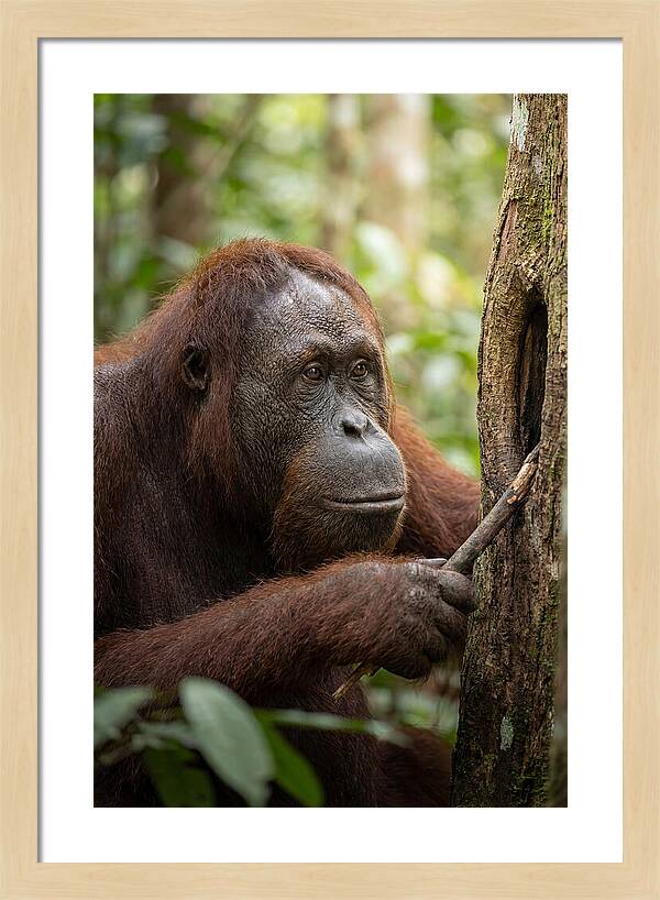 Asian Orangutan Using Tool