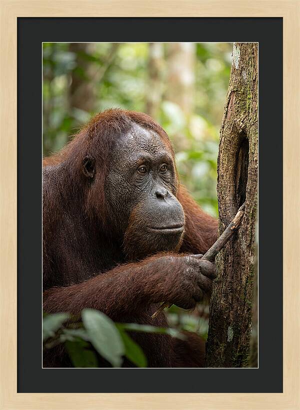 Asian Orangutan Using Tool
