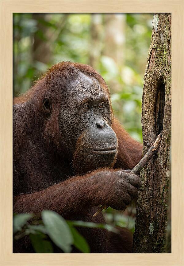 Asian Orangutan Using Tool