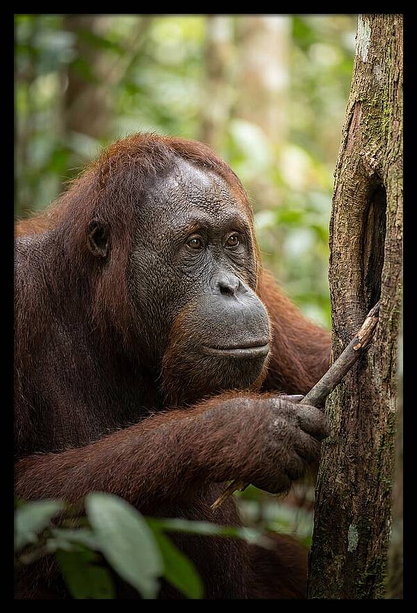 Asian Orangutan Using Tool