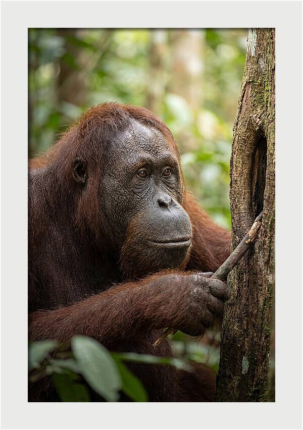 Asian Orangutan Using Tool