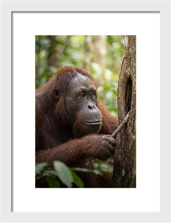 Asian Orangutan Using Tool