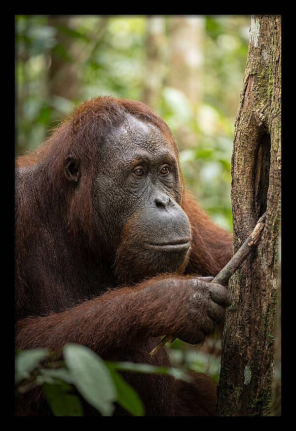 Asian Orangutan Using Tool