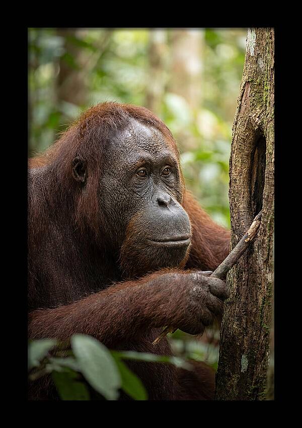 Asian Orangutan Using Tool