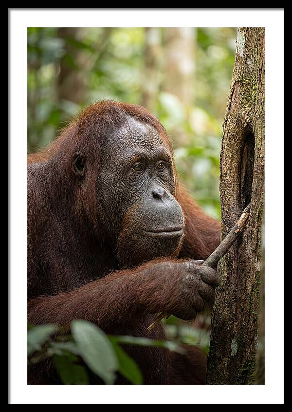 Orangutan Art