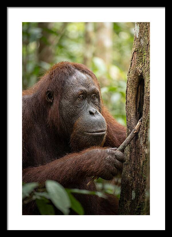 Asian Orangutan Using Tool