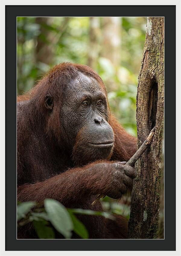 Asian Orangutan Using Tool