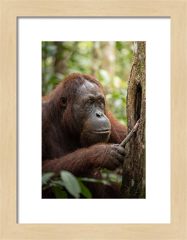 Asian Orangutan Using Tool