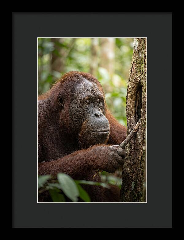 Asian Orangutan Using Tool