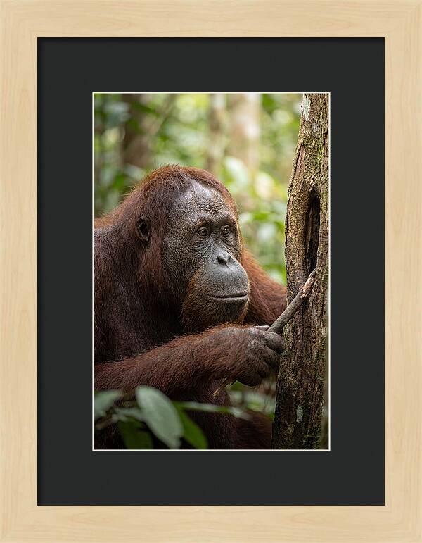 Asian Orangutan Using Tool