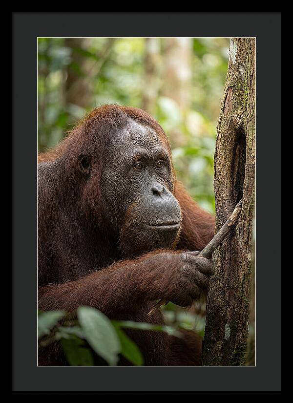 Asian Orangutan Using Tool