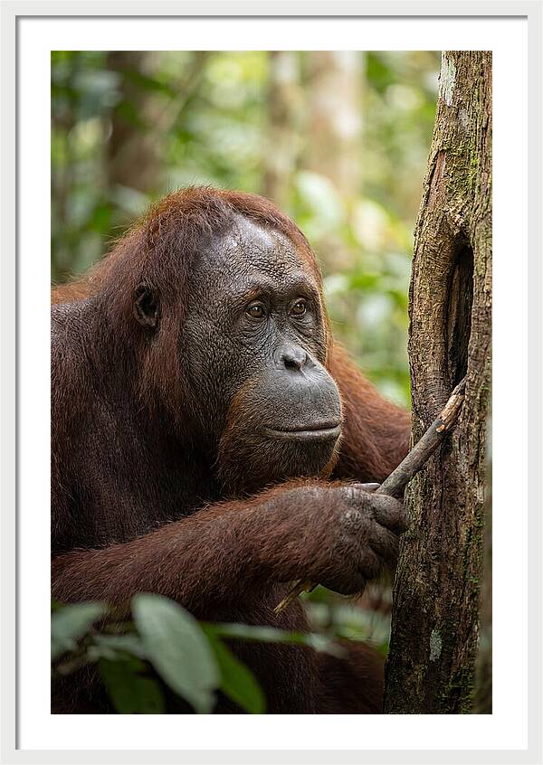 Asian Orangutan Using Tool