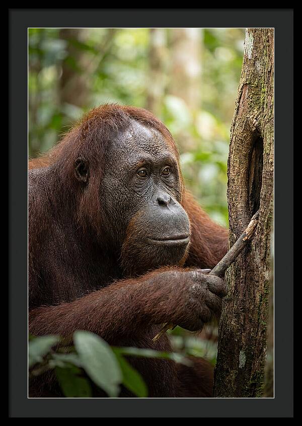 Asian Orangutan Using Tool
