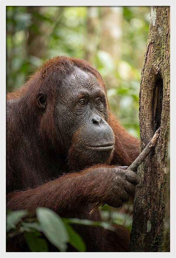 Asian Orangutan Using Tool