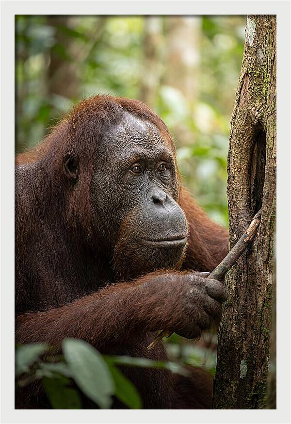 Asian Orangutan Using Tool