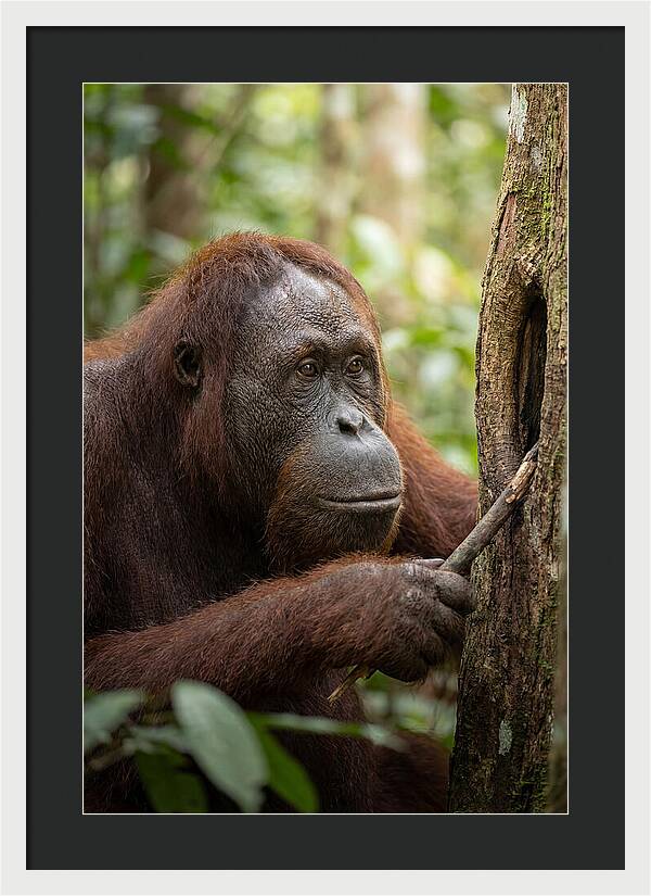 Asian Orangutan Using Tool
