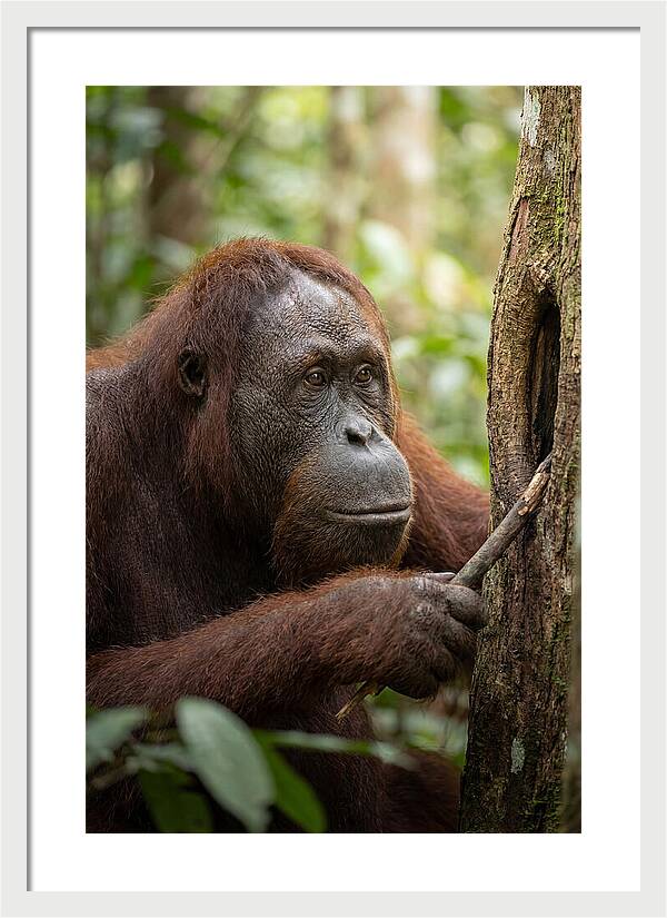 Asian Orangutan Using Tool