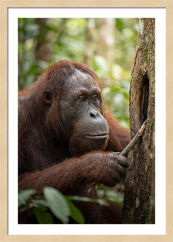 Asian Orangutan Using Tool